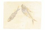 Slab With Two Fossil Fish (Diplomystus & Knightia) - Wyoming #361104-1